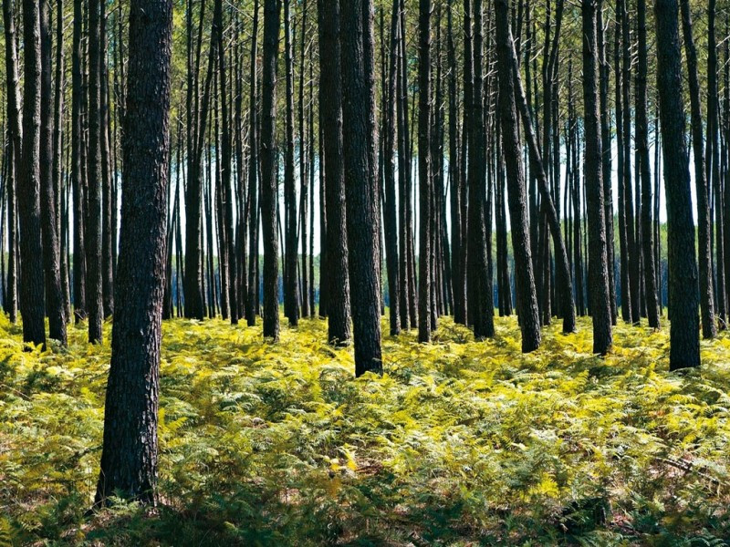 foret-bisca-pins-19-64 foret-bisca-pins-19-64