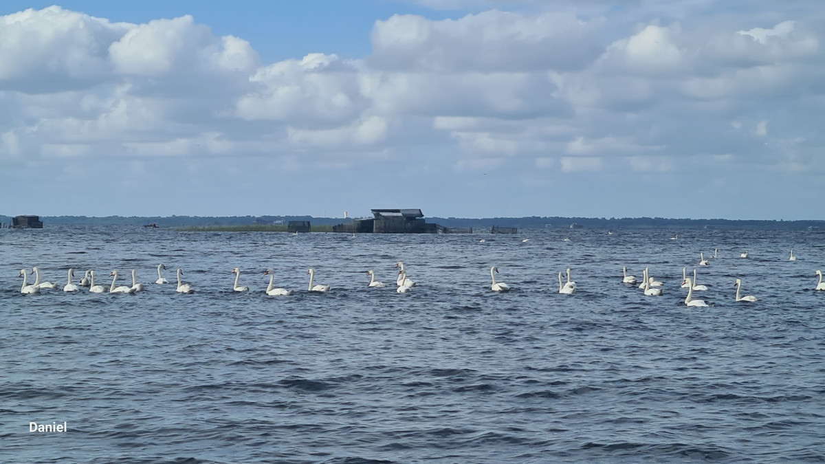 lac-pinasse-papillon-gastes-landes