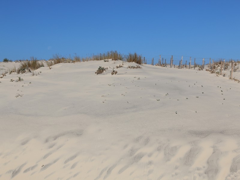 vue sur la dune