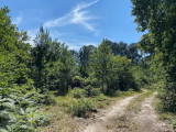 Giraud Hardy forêt bis