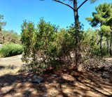 blaint24IMG20220824130914
