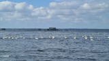 lac-pinasse-papillon-gastes-landes