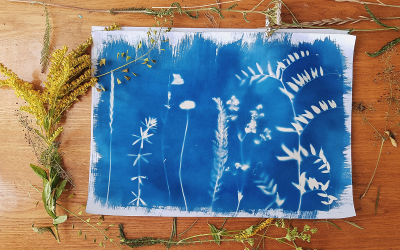 cr-ation-cyanotype-9370141